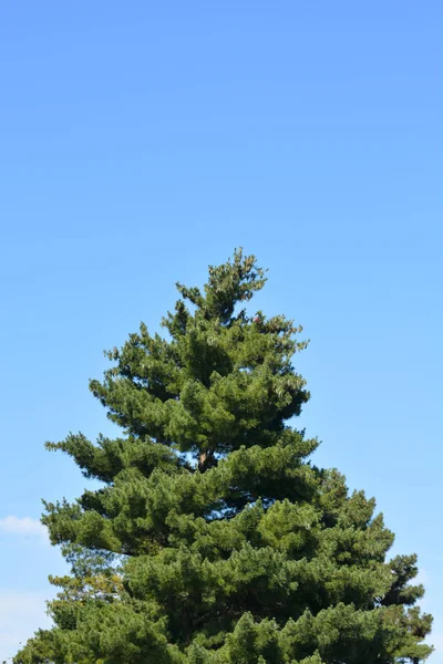 Pinheiro Preto Contra Céu Azul Nome Latino Pinus Nigra — Fotografia de Stock