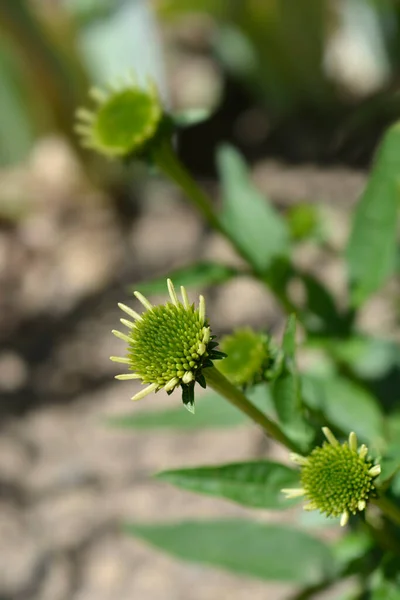 꽃봉오리 라틴어 Echinacea Delicious Nougat — 스톡 사진