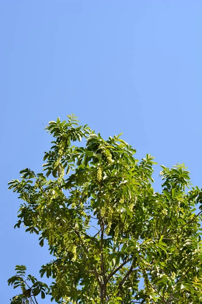 Beyaz Fındık Ağacı Mavi Gökyüzünde Latince Adı Pterocarya Fraxinifolia — Stok fotoğraf