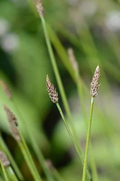 Közönséges Tüskéscápa Latin Név Eleocharis Palustris — Stock Fotó