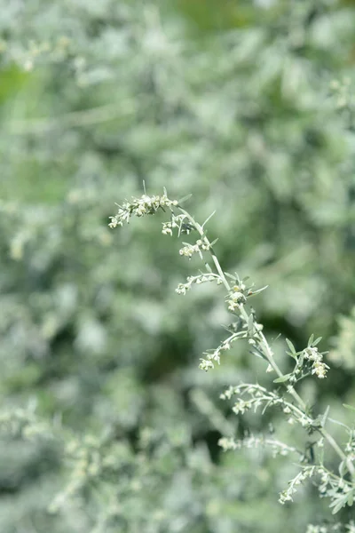 Common Wormwood Flower Buds Latin Name Artemisia Absinthium — Stock Photo, Image