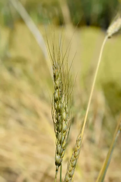 Cone Wheat Latin Name Triticum Turgidum — Stock Photo, Image