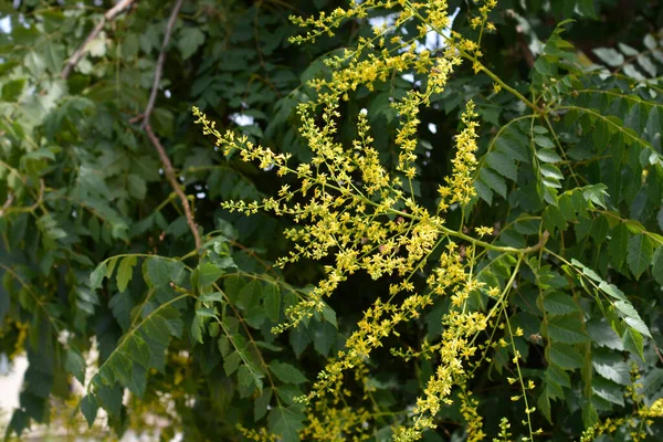 Gouden Regenboom Takken Met Gele Bloemen Latijnse Naam Koelreuteria Paniculata — Stockfoto