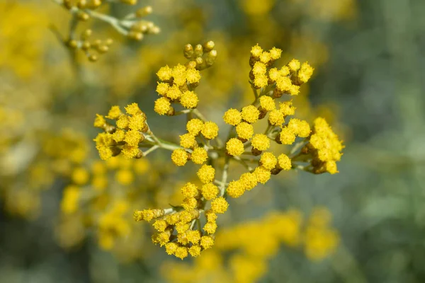 Włoski Wieczne Żółte Kwiaty Nazwa Łacińska Helichrysum Italicum — Zdjęcie stockowe