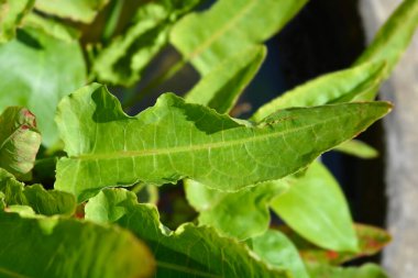 Su tersanesi ayrılıyor - Latince adı - Rumex aquaticus