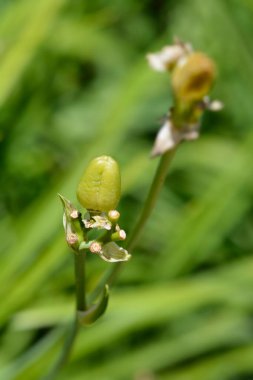 Gündüz Stella de Oro tohumları Latince adı Hemerocallis Stella de Oro