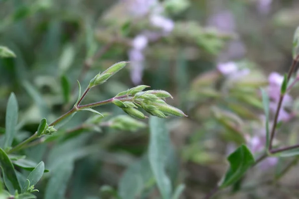 Soapwort Max Frei Flowe Buds Latin Name Saponaria Lempergii Max — Stock Photo, Image