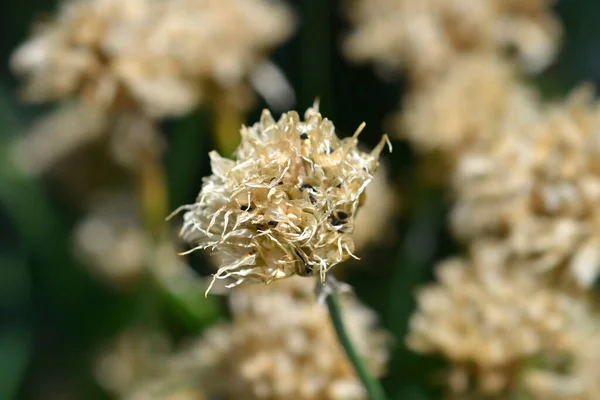 Blauwe Bieslook Latijnse Naam Allium Schoenoprasum — Stockfoto