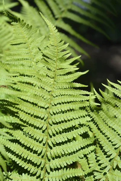 Tavalliset Urospuoliset Saniaiset Lehdet Latinankielinen Nimi Dryopteris Filix Mas — kuvapankkivalokuva