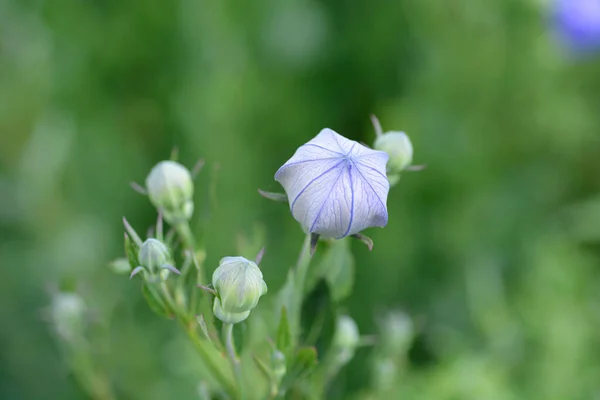 Kwiat Balonu Zwerg Niebieskie Pąki Kwiatowe Łacińska Nazwa Platycodon Grandiflorus — Zdjęcie stockowe