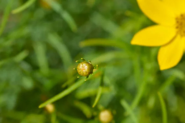 Quirlige Kitzelnde Gelbe Blütenknospen Lateinischer Name Coreopsis Verticillata — Stockfoto