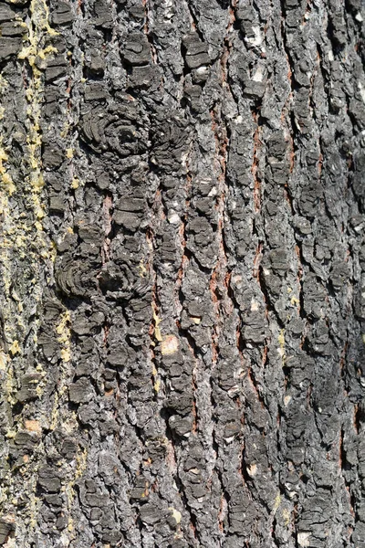 Detalhe Casca Cedro Atlas Azul Nome Latino Cedrus Atlantica Glauca — Fotografia de Stock