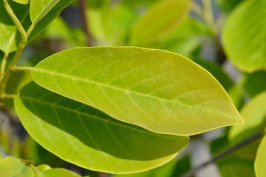 Magnolia Sunsation yaprakları - Latince adı - Magnolia Sunsation