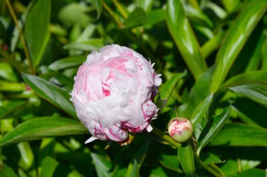 Şakayık Sarah Bernhardt çiçekleri - Latince adı - Paeonia lactiflora Sarah Bernhardt