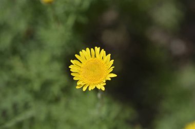 Sarı papatya çiçeği - Latince adı - Cota tinctoria