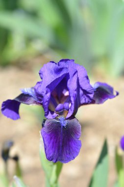 Standart Cüce Sakallı Iris Brannigan çiçeği - Latince adı Iris Brannigan