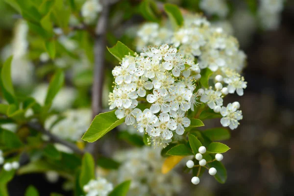 Fleurs Aubépine Écarlate Nom Latin Pyracantha Coccinea — Photo