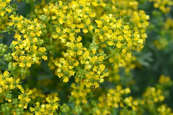 Common Rue Yellow Flowers Латинское Название Ruta Fabriolens — стоковое фото