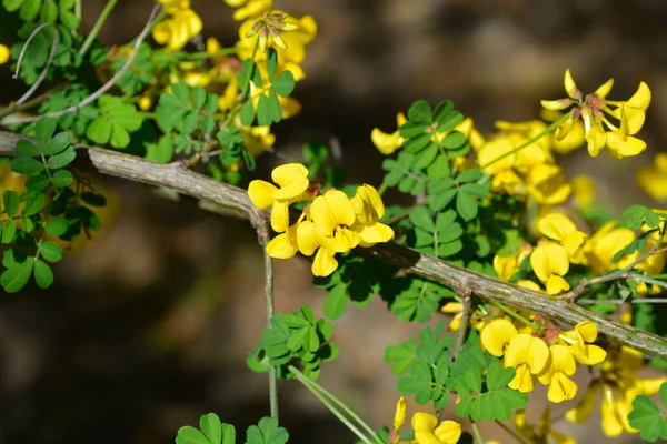 Vetch Coronilla Branch Yellow Flowers Latin Name Hippocrepis Emerus Subsp — Stock Photo, Image