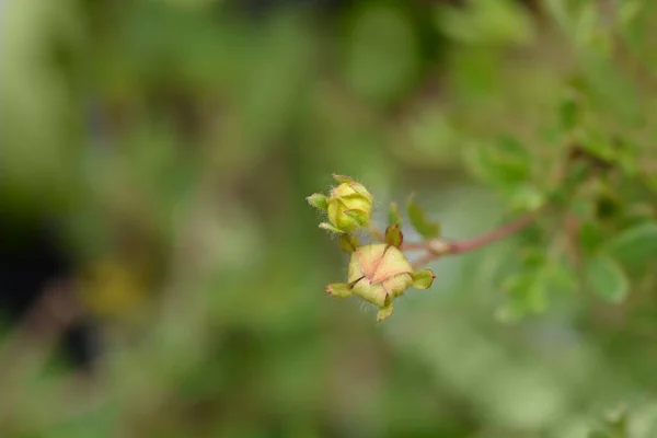 Shrubby Cinquefoil Abbotswood Квіткові Бутони Латинська Назва Potentilla Fruticosa Abbotswood — стокове фото