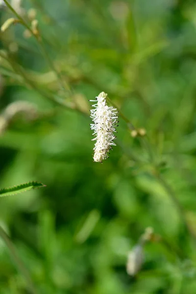 White Oriental Burnet Flowers Latin Name Sanguisorba Tenuifolia Alba — Stock Photo, Image