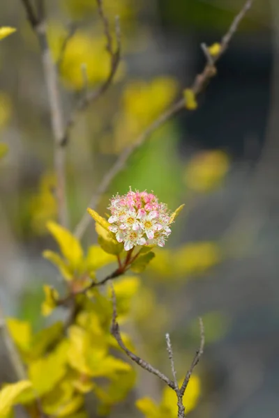 Ninebark Tiny Wine Flowers Latin Name Physocarpus Opulifolius Tiny Wine — 스톡 사진