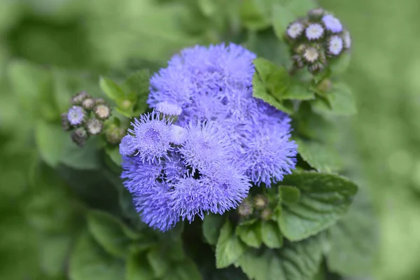 Floss Flower Blue Danube Latin Name Ageratum Houstonianum Blue Danube — Stock Photo, Image
