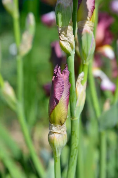 Tall Bearded Iris Crinoline Flower Bud Latin Name Iris Barbata — Stock Photo, Image