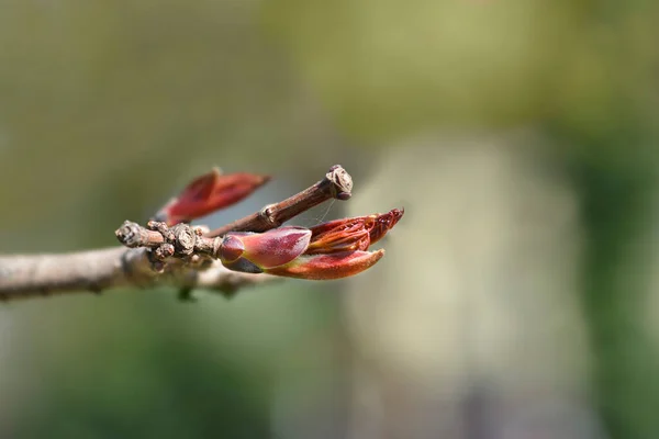 Νορβηγικά Κλαδιά Σφενδάμου Crimson King Μπουμπούκια Latin Name Acer Platanoides — Φωτογραφία Αρχείου