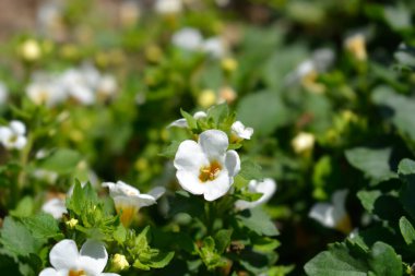 Süslü bacopa çiçekleri - Latince adı Chaenostoma cordatum