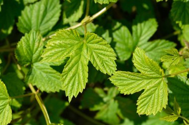 Yaygın atlama yaprakları - Latince adı - Humulus lupulus