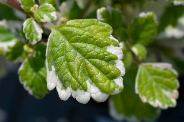 Folhas Hera Sueca Nome Latino Plectranthus — Fotografia de Stock