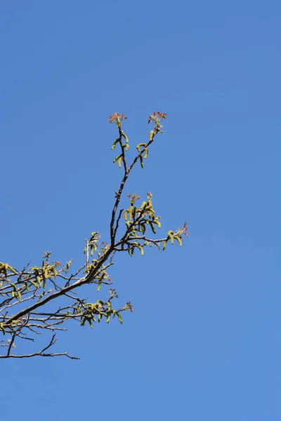 Ramo Nogueira Comum Com Flores Novas Folhas Contra Céu Azul — Fotografia de Stock