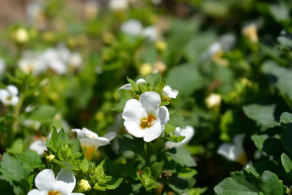 Zierliche Bacopa Blüten Lateinischer Name Chaenostoma Cordatum — Stockfoto