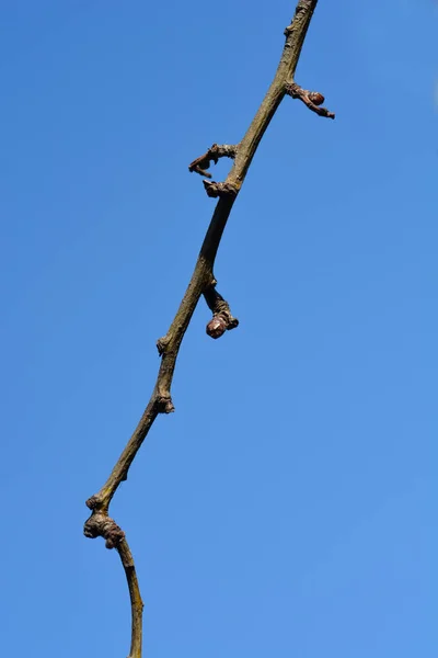 Mavi Gökyüzüne Karşı Tomurcukları Olan Hawthorn Dalı Latince Adı Crataegus — Stok fotoğraf