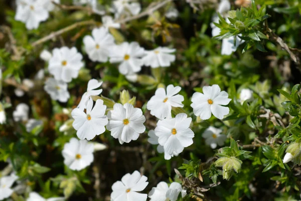 Creeping Phlox White Delight Flowers Latin Name Phlox Subulata White — Stock Photo, Image