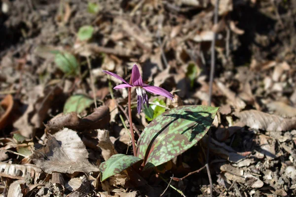 Fioletowy Kwiat Zęba Psa Łacińska Nazwa Erythronium Dens Canis — Zdjęcie stockowe