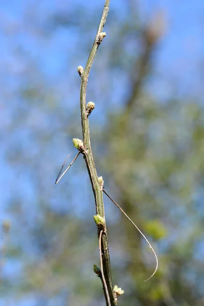 Sibirischer Erbsenstrauchzweig Mit Blattknospen Lateinischer Name Caragana Arborescens — Stockfoto