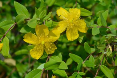 Aarons 'un sakal çiçekleri - Latince adı - Hypericum calycinum