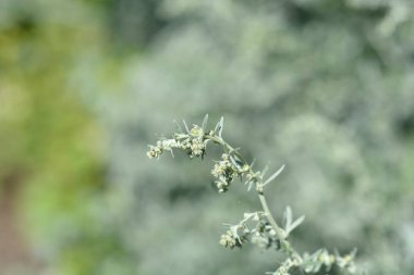 Pelin çiçeği tomurcukları - Latince adı - Artemisia absinthium