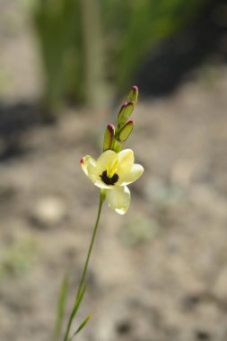 Mısır zambağı sarı çiçekleri - Latince adı - Ixia melezleri