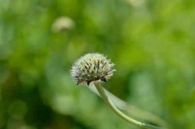 Dev huysuz kafa - Latince adı - Sefalaria dev çay