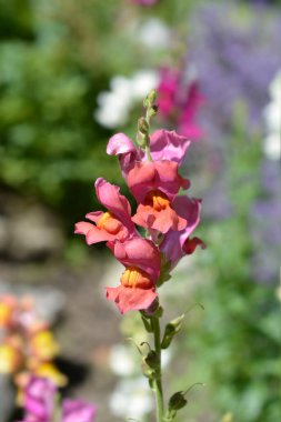 Aslanağzı pembe çiçekleri - Latince adı - Antirrhinum majus