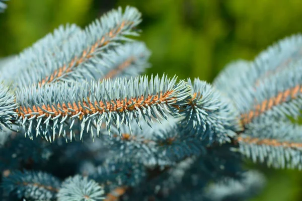 Dwarf Colorado Blue Spruce Latin Name Picea Pungens Glauca Globosa — Stock Photo, Image