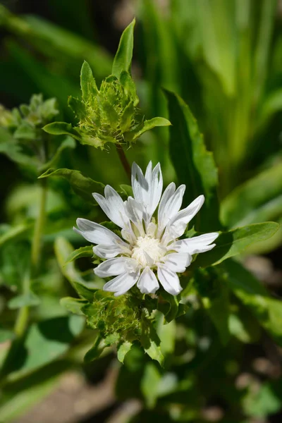 Stokes Aster Traumerei Flores Nombre Latino Stokesia Laevis Alba Traumerei —  Fotos de Stock