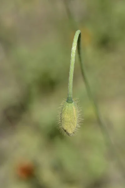 野生のオレンジ色のケシの花の芽 ラテン名 Papaver Popovii — ストック写真