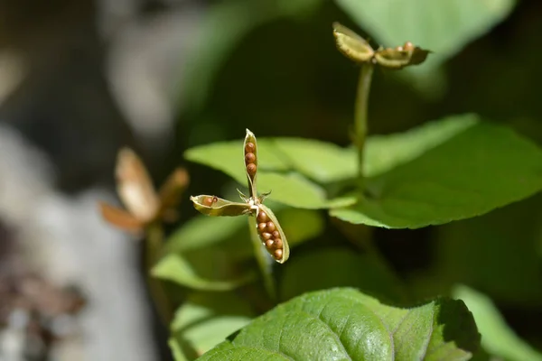 Labrador Viola Labradorica Лабрадор — стокове фото