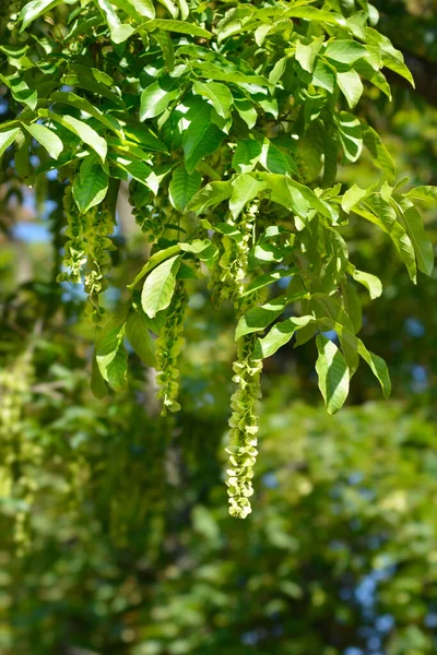 Noyer Blanc Nom Latin Pterocarya Fraxinifolia — Photo