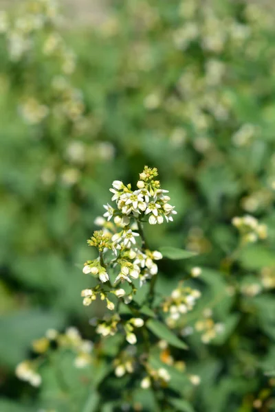 Fiori Bianchi Erba Cipollina Nome Latino Vincetoxicum Hirundinaria — Foto Stock