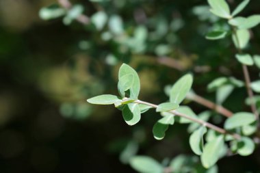 Küçük yapraklı hanımeli yaprakları - Latince adı - Lonicera microphylla